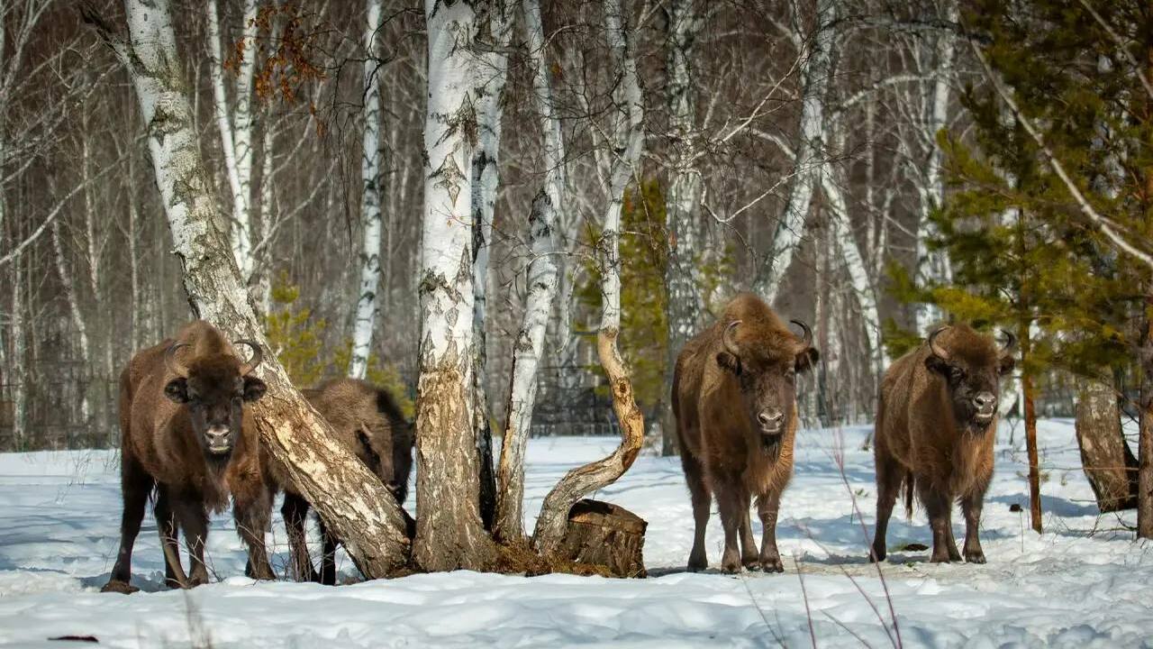 Башкирия получит от Президентского фонда природ...