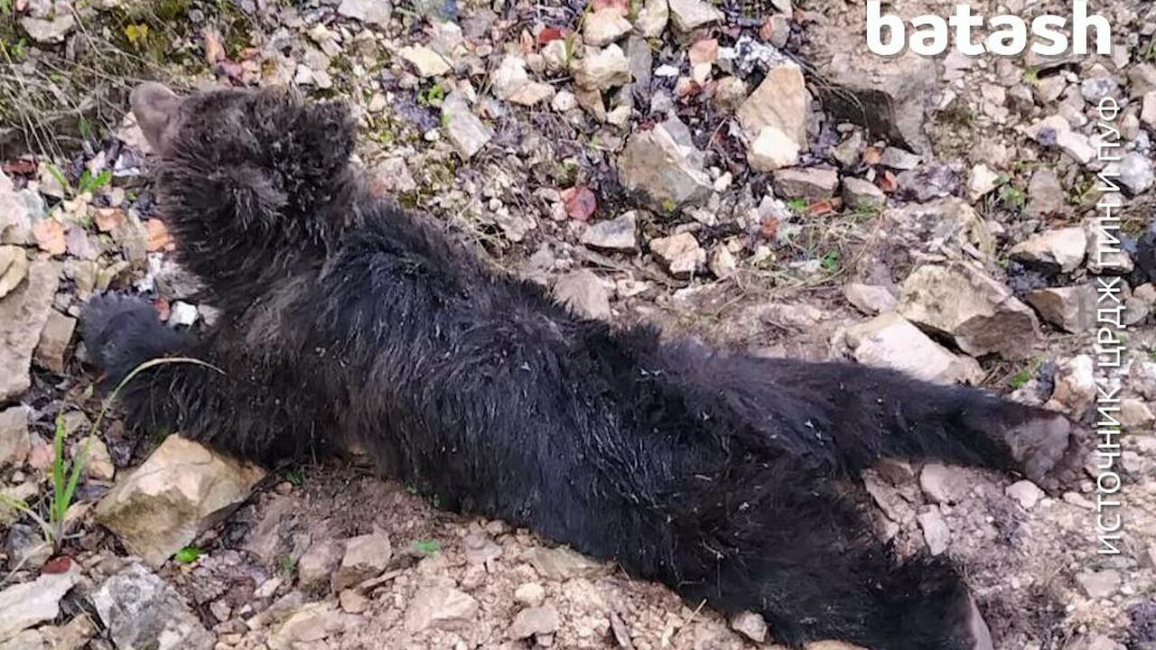 В Башкирии медвежонок сорвался со скалы У села Красный Ключ медвежонок сорвался со скал...