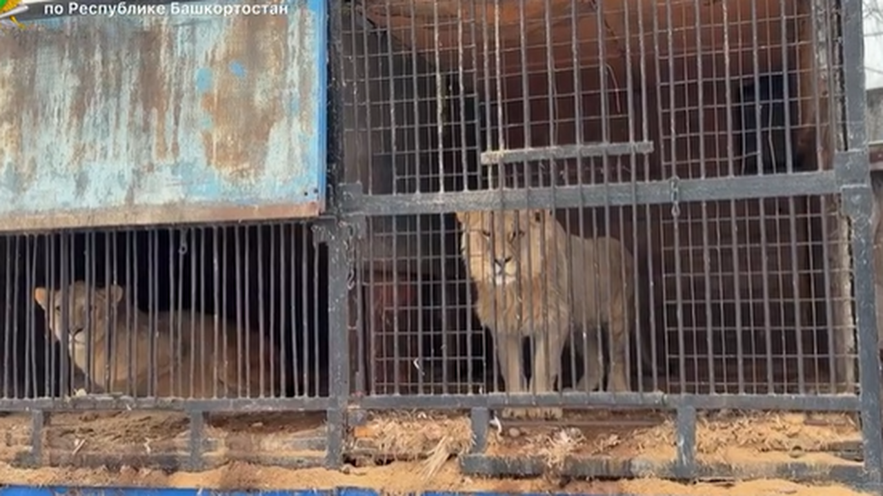 В Уфе судебные приставы, обеспокоенные судьбой ...