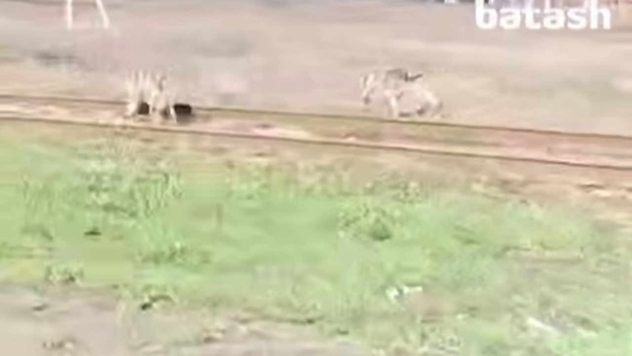 Под Уфой заметили несколько волков, пишет тг-ка...