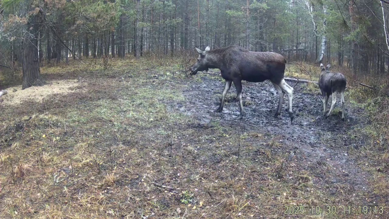 Фотоловушка в природном парке &laquo;Мурадымовс...