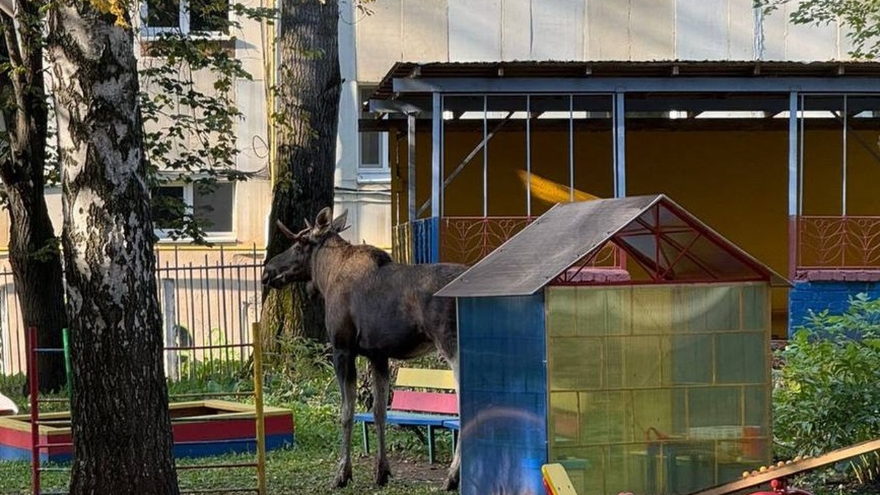 В Уфе лось пробрался на территорию детсада В Уфе крупный лось перепрыгнул ограждение и поп...