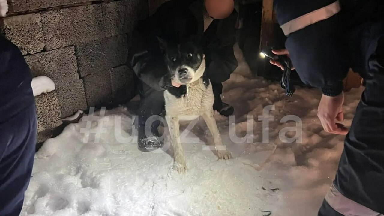 Спасатели в Уфе помогли собаке. Как рассказали ...