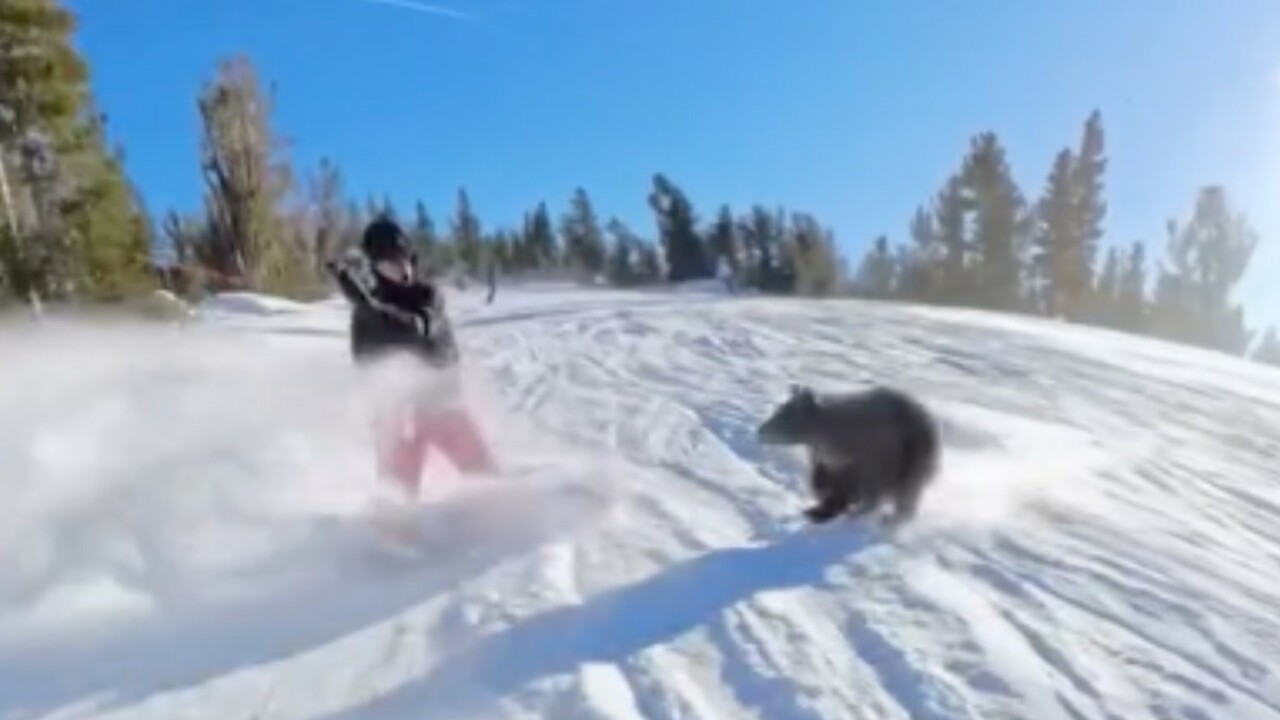 Телефон помог сноубордисту избежать серьёзных травм при нападении медведя в Башкирии 22 февраля на сноубордиста, катающего на горе М...
