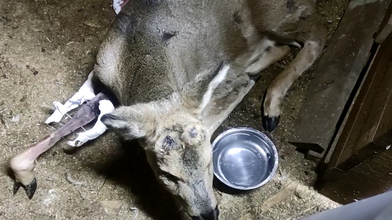 24 января между Фомичево и Булгаково была сбита...