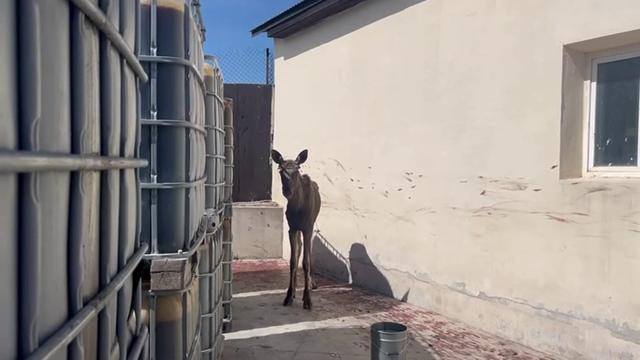 В Уфе годовалый лосенок забрел на территорию завода Годовалый лосенок забрел на территорию лакокрас...