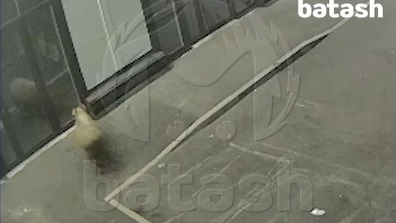 В Башкирии баран протаранил витрину магазина, с...