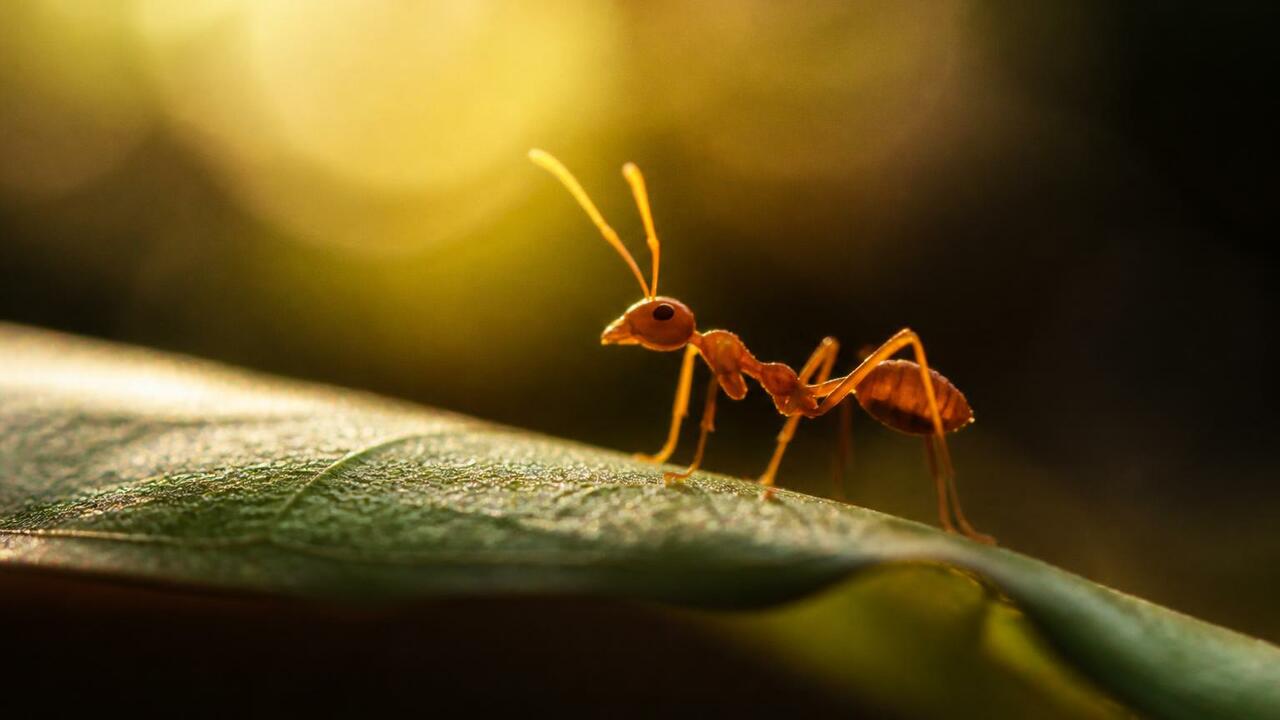 Ленточный червь Anomotaenia brevis продлевает ж...