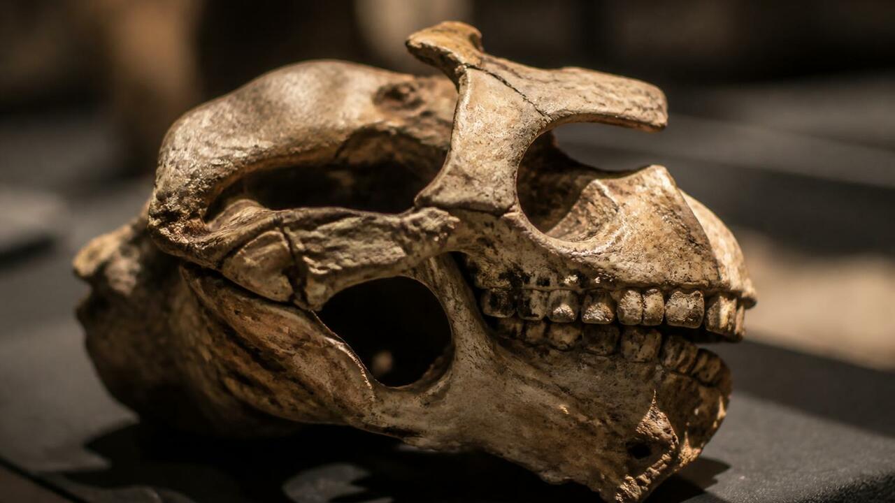 В Африке нашли череп возрастом 2 миллиона лет — и он меняет историю человечества Археологи описали 18 новых окаменелостей гомини...