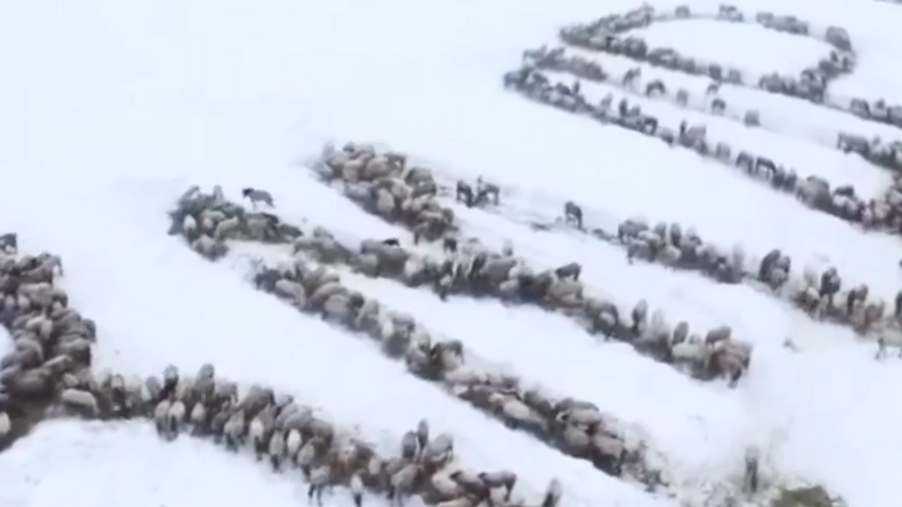 Фермер из Иглинского района выстроил табун лоша...