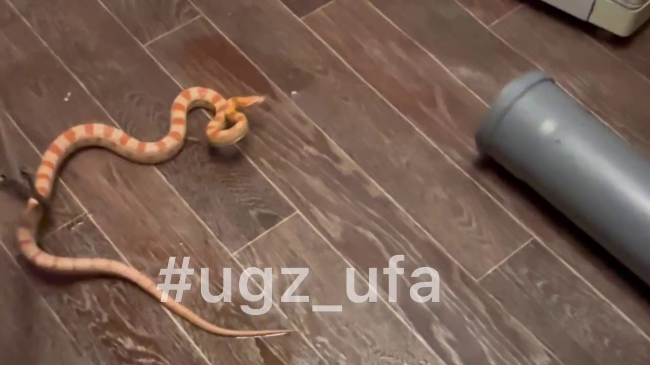 Спасатели поймали в уфимской квартире метровую змею В Уфе жители квартиры на 4-м этаже в доме на ул...
