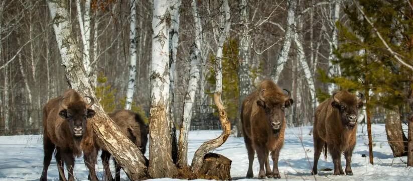 Башкирия получит от Президентского фонда природ...