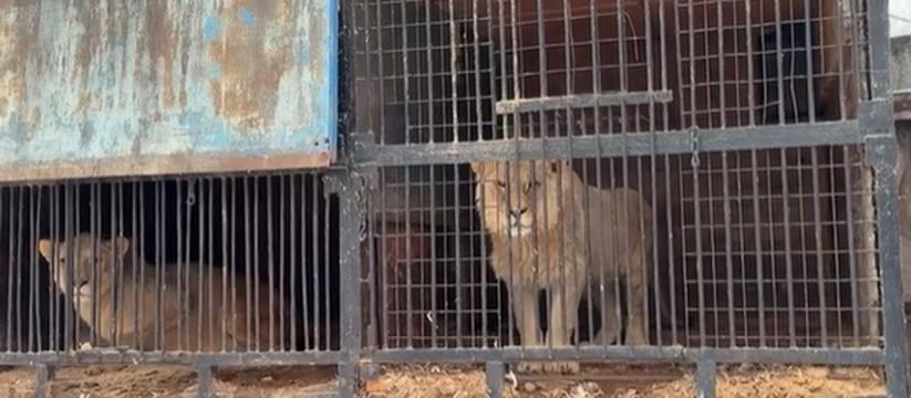 В Уфе судебные приставы, обеспокоенные судьбой ...