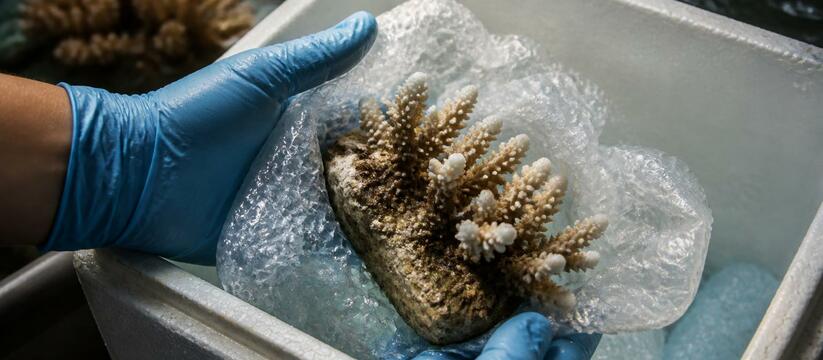 Ученые спасают исчезающий вид кораллов: 30 фрагментов перевезли на сушу из-за угрозы обесцвечивания Ученые перевезли 30 фрагментов коралла-оленя на...