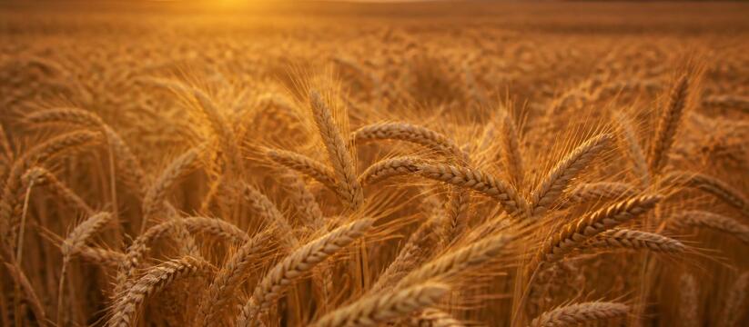 Экспорт башкирской сельхозпродукции вырос в 4,7 раза за семь лет Экспорт продукции АПК Башкирии за семь лет выро...