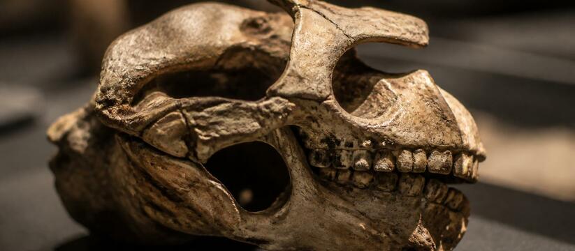В Африке нашли череп возрастом 2 миллиона лет — и он меняет историю человечества Археологи описали 18 новых окаменелостей гомини...