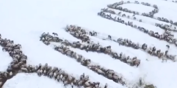 Фермер из Башкирии выстроил табун лошадей в сло...