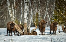 Башкирия получит грант на девять взрослых зубро...