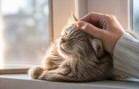 Коты не меняются — это мы стали относиться к ни...