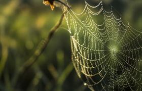 Генетики объяснили суицидальное брачное поведен...