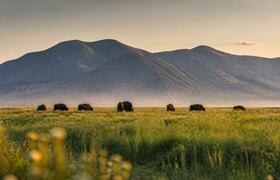В Башкирии зубры, завезённые из Беларуси, дали ...